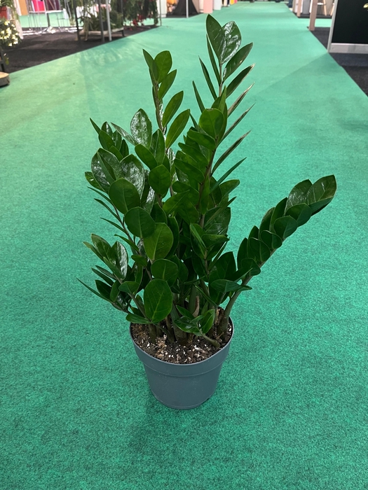 <h4>ZAMIO ZAMIIFOLIA</h4>