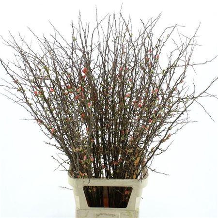<h4>T Chaenomeles Superba 130cm</h4>