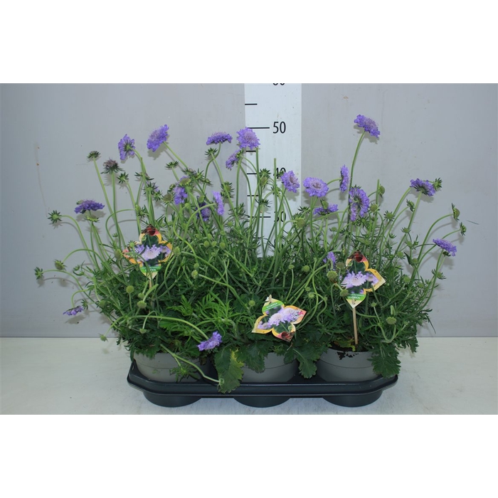 <h4>Scabiosa Co Butterfly Bl</h4>