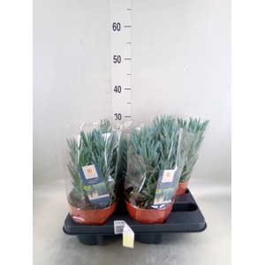 Curio ficoides 'Stelvio'