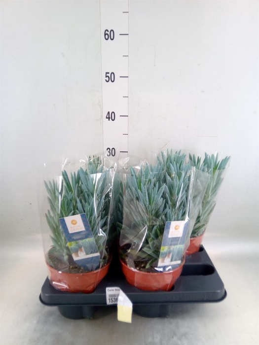 <h4>Curio ficoides 'Stelvio'</h4>