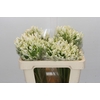Agapanthus White Heaven