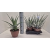 arr8 Aloe Arborescens