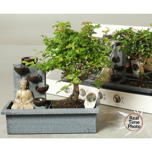 BONSAI GEM
