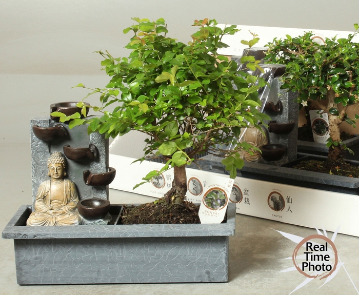 <h4>BONSAI GEM</h4>