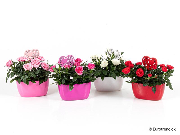 <h4>ROSA-HYBRID KUVERT</h4>