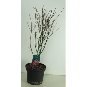 Acer palmatum 'Skeeters Broom' P23