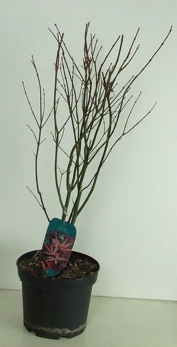 <h4>Acer palmatum 'Skeeters Broom' P23</h4>