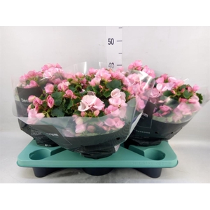 Begonia elat. EN 'Betulia Candy'