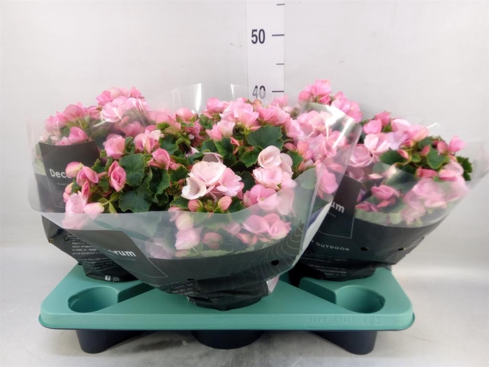 <h4>Begonia elat. EN 'Betulia Candy'</h4>