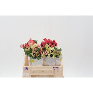 ANEM CO FSTAR STRAWBERRY
