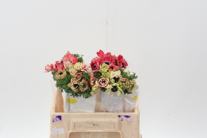 <h4>ANEM CO FSTAR STRAWBERRY</h4>