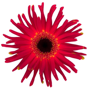 Gerbera Pasta Soiree Diamond