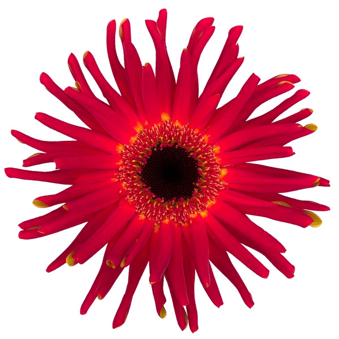 <h4>Gerbera Pasta Soiree Diamond</h4>