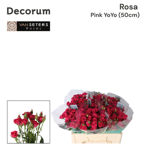 R TR Pink Yo-Yo 50 cm