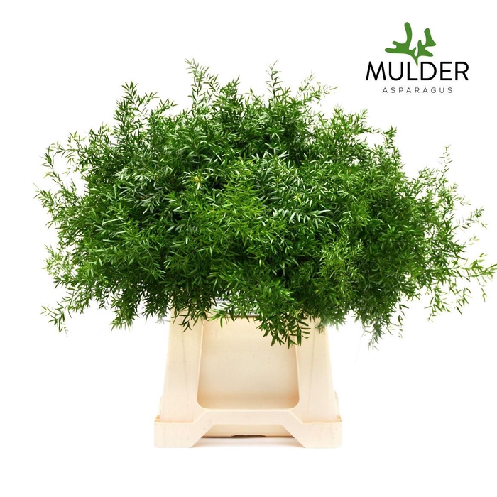 <h4>Asparagus densiflorus 'Cwebe'</h4>
