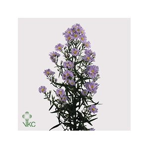 Aster Cassandra