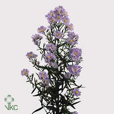 <h4>Aster Cassandra</h4>