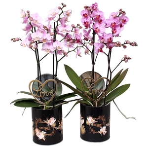 Phal. Multi 2-tak mix in rond blik BGC892 Romantic Black Bijstek