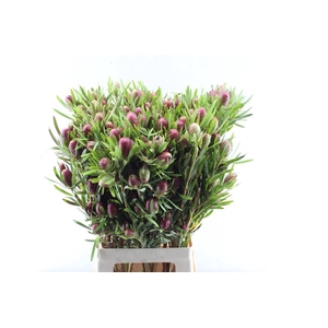 Leucad Red Tag Spray