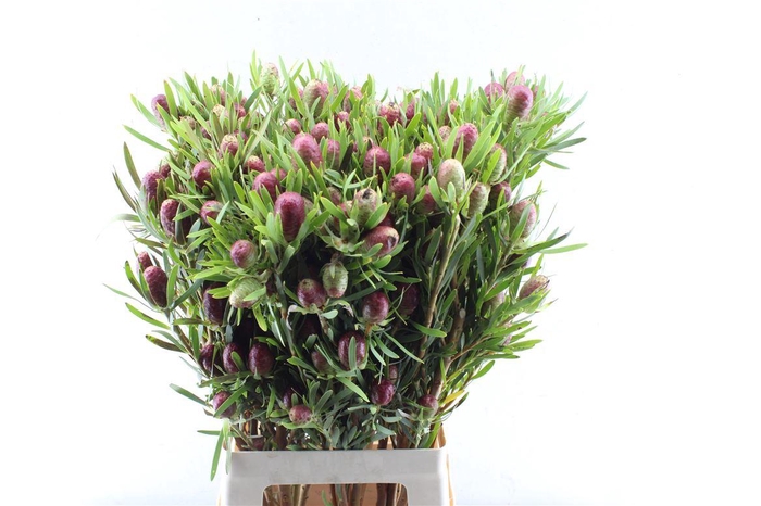 <h4>Leucad Red Tag Spray</h4>