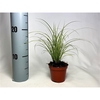 Carex Jubilo