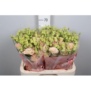 Eus G Alissa Champagne