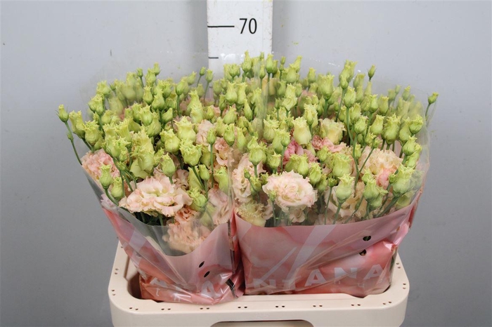 <h4>Eus G Alissa Champagne</h4>