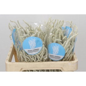 Amaranthus Yearming Desert