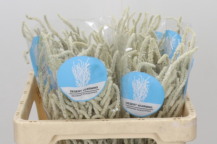 <h4>Amaranthus Yearming Desert</h4>