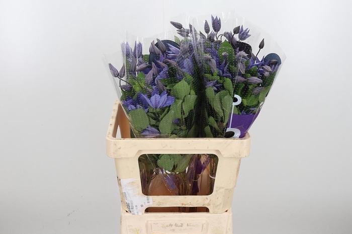 <h4>Clem Amazing Sofia</h4>