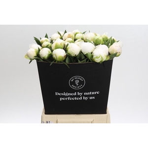 Paeonia Madame Claude Tain