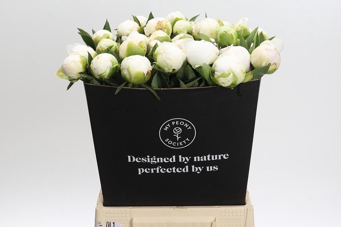 <h4>Paeonia Madame Claude Tain</h4>