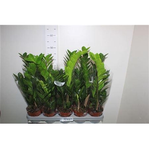 ** Zamio Zamiifolia 3+ Winter Promo *