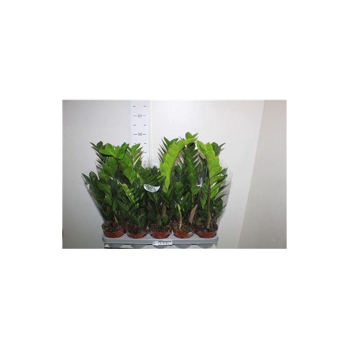 <h4>** Zamio Zamiifolia 3+ Winter Promo *</h4>