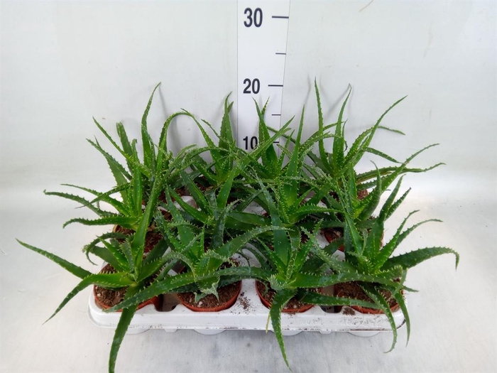 <h4>Aloe arborescens</h4>