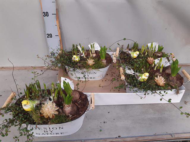 <h4>ARR BOL KNOLGEWAS</h4>