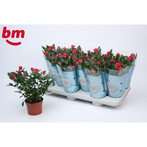 Rosa Purple Jewel Beau Monde