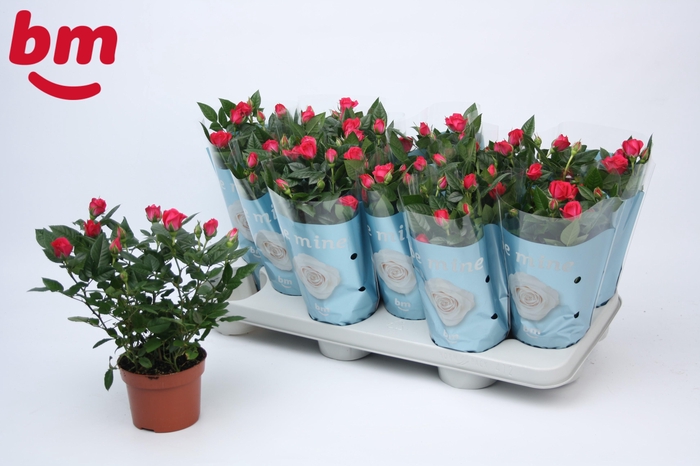 <h4>Rosa Purple Jewel Beau Monde</h4>