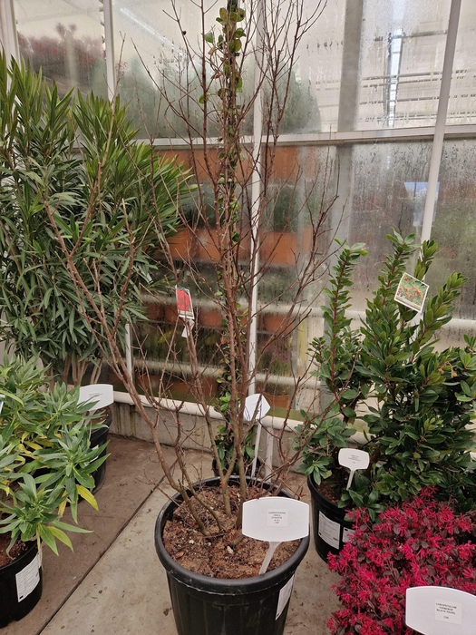 <h4>LAGERSTR INDICA</h4>