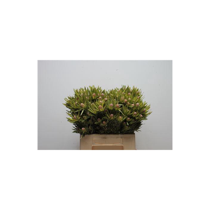 <h4>Kaaps Lime Green</h4>