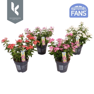 Catharanthus Soiree® Mix in de tray, minimaal 3 kleuren