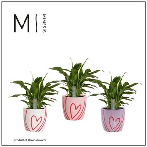 Spathiphyllum 'Bellini'
