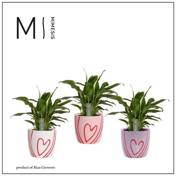 <h4>Spathiphyllum 'Bellini'</h4>