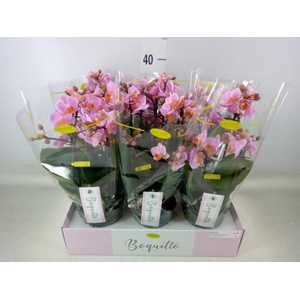 Phalaenopsis multi.   ...rose