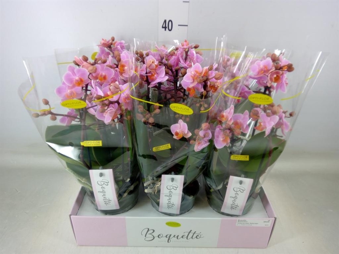 <h4>Phalaenopsis multi.   ...rose</h4>
