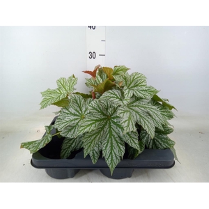 Begonia BD   ...