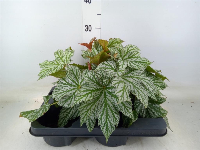 <h4>Begonia BD   ...</h4>