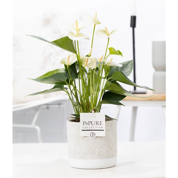 <h4>Anthurium white (Elido) in P&PURE Jade ceramics</h4>