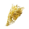 Bupleurum Yellow